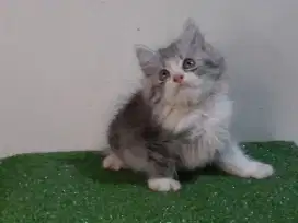 Kucing persia/jantan/2 bulan