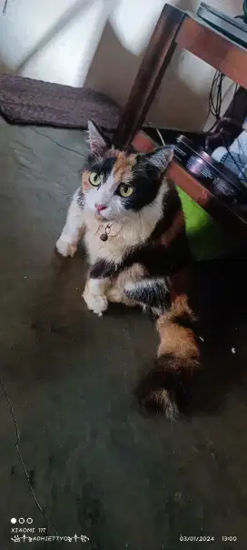 Kucing Calico betina