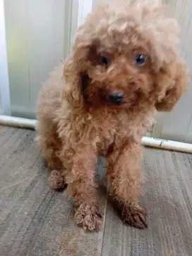 anjing poodle betina 1 th