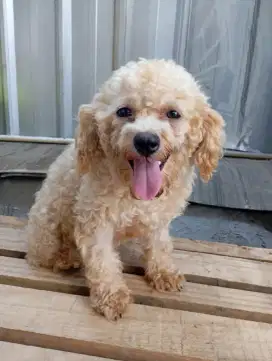 anjing poodle betina 9 bulan