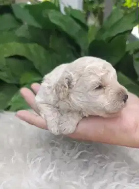Open booking toy poodle jantan Istimewa