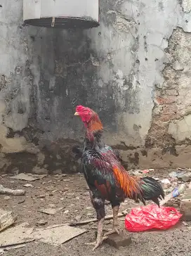 Ayam shamo sepasang