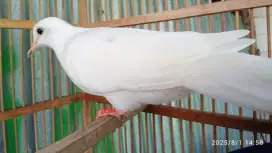 Derkuku Putih Jantan Ori