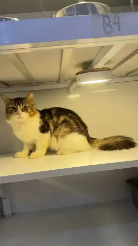 Kucing persia jantan 8bln gembul manja
