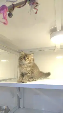 Kucing kityen persia super gembul betina 2,5bln