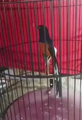 Burung murai gacor