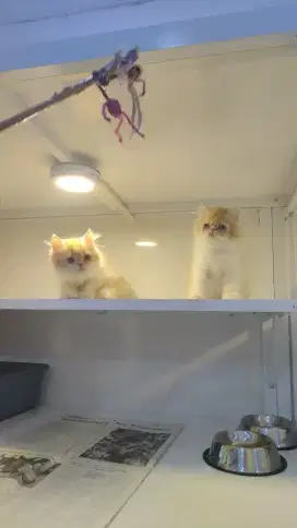 Kucing persia peaknose dan flatnose jantan pesek
