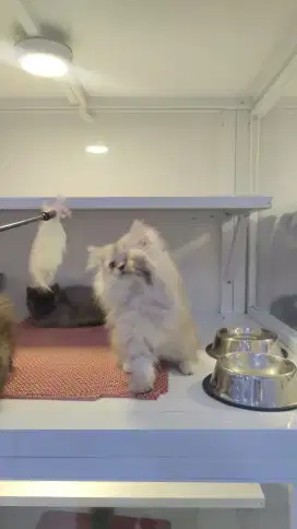Kucing persia silver super longhair ala norwegian