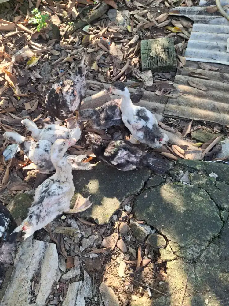 Anakan entog dikalibata