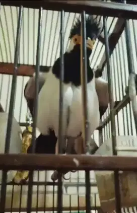 Burung Jalak Suren Gacor Full Sett