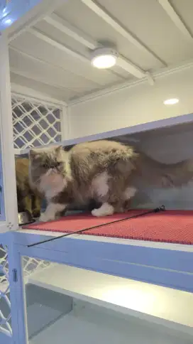 Persia peaknose abu dan torty super longahir 6bln
