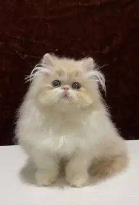 Kucing persia peaknose jantan dan betina