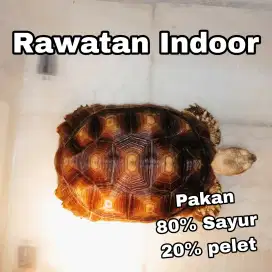 Paling Murah! Sulcata Tortoise , kura kura darat