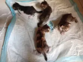 Anak kucing usia 2 minggu
