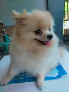 Mini pomerian asli