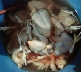 Ayam Potong Manggor