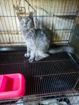 Persia betina 7 bulan
