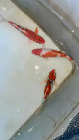 ikan koi 3 ekor, line blitar