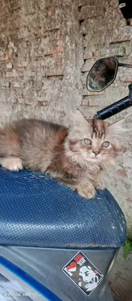 MUNCHKIN 3 BULAN