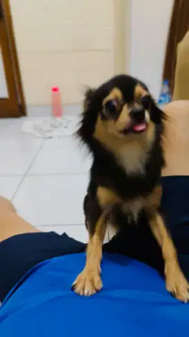 Dijual chihua hua longhair jantan