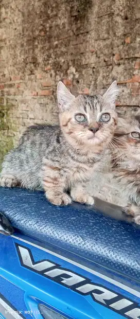 MUNCHKIN 3 BULAN