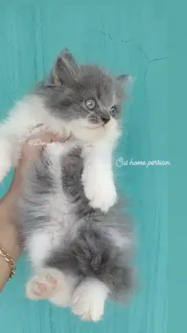 Anak kucing anggora/kitten persia betina/kucing persia betina