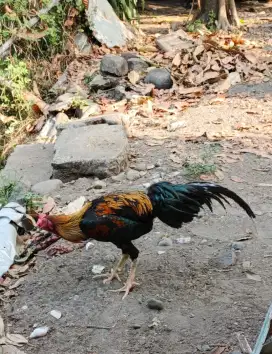Ayam Jago Muda Sehat