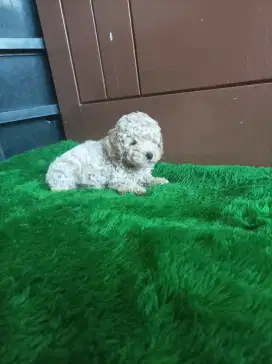 Toy poodle poodel