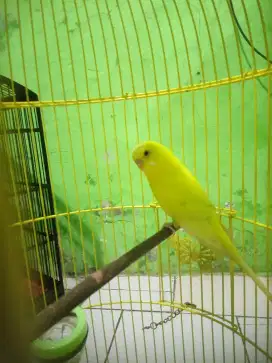 Burung parkit jantan