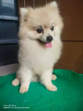 Jual Minipom jantan