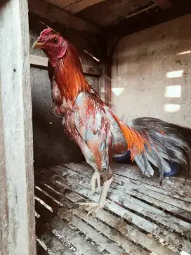 Ayam Bangkok klasik x koyngon