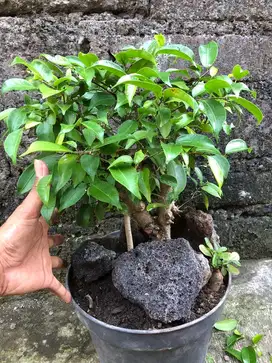 Tanaman beringin ficis