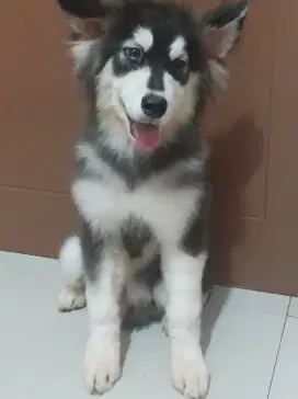 Alaskan malamute puppies