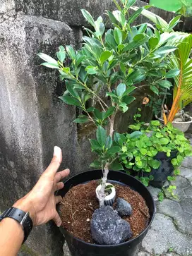 Tanaman kimeng ficus