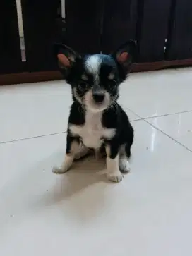 Jual Chihuahua jantan