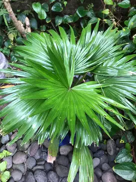 Tanaman palm irun