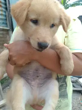Dijual anak anjing mongrel