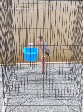 Burung jalak brahmana gacor .