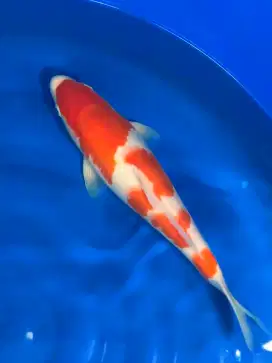 Koi Kohaku 35cm