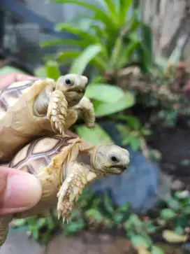 sulcata 5,5-6 cm kuku lengkap hidung plong