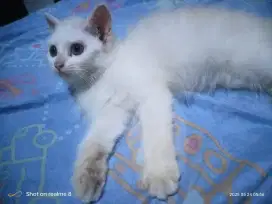 Siap adopsi jual kucing