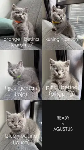 kitten BSH british short hair turunan impor china