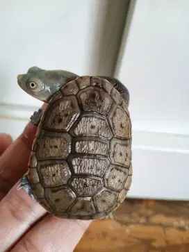 Kura siebenrocky 5,5cm