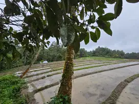 Dijual tanah kebun kopi view sawah dan los sungai di bali