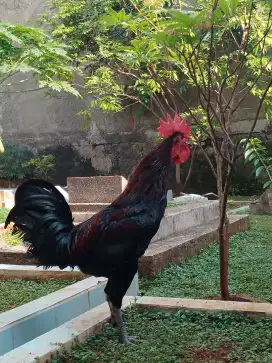 Jual ayam pelung Cianjur,umur -+ 11bln,ganteng,jinak,sht no minus