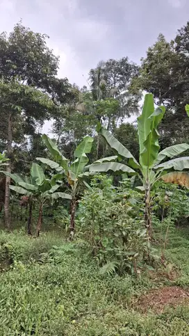 Tanah Kebun Murah Dekat Alun Alun Kota Malang
