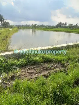 Tanah termurah di kelasnya,view sawah&gunung, dekat borobudur magelang