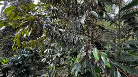Jual kebun manggis dan durian harga termurah di tabanan bali
