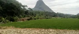 Jual tanah sawah produktip