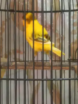 Burung kenari jantan